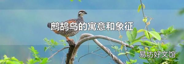 鹧鸪鸟的寓意和象征