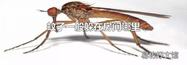 蚊子一般躲在房间哪里