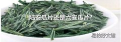 陆安瓜片还是六安瓜片?