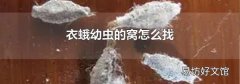 衣蛾幼虫的窝怎么找