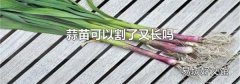 蒜苗可以割了又长吗