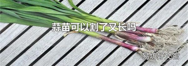 蒜苗可以割了又长吗