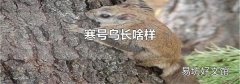 寒号鸟长啥样