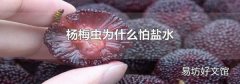 杨梅虫为什么怕盐水