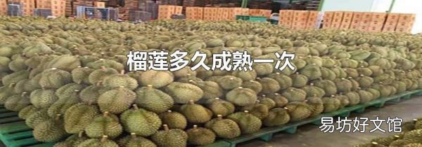 榴蓮多久成熟一次