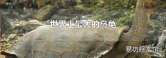 世界上最大的乌龟
