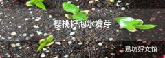 樱桃籽泡水发芽
