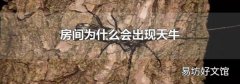 房间为什么会出现天牛