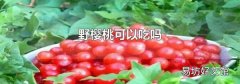 野樱桃可以吃吗