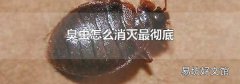 臭虫怎么消灭最彻底