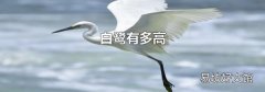 白鹭有多高