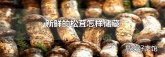 新鲜的松茸怎样储藏