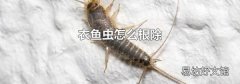 衣鱼虫怎么根除