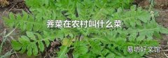 荠菜在农村叫什么菜