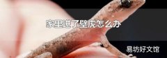 家里进了壁虎怎么办