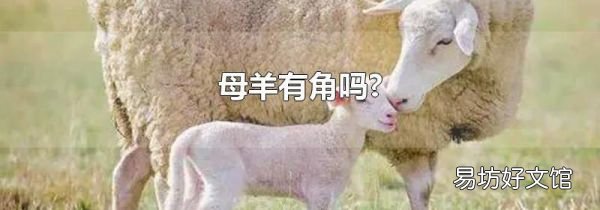 母羊有角嗎?