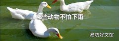 哪些动物不怕下雨