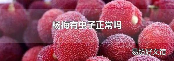 杨梅有虫子正常吗