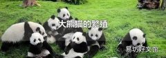大熊猫的繁殖