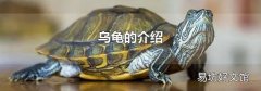 乌龟的介绍