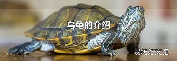 乌龟的介绍