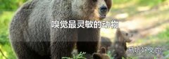 嗅觉最灵敏的动物