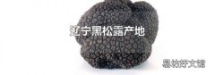 辽宁黑松露产地
