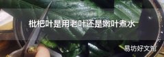 枇杷叶是用老叶还是嫩叶煮水