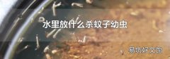 水里放什么杀蚊子幼虫
