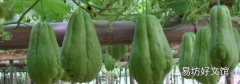 佛手瓜怎样保存不烂