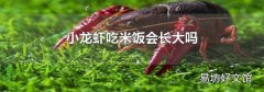 小龙虾吃米饭会长大吗