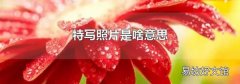 特写照片是啥意思