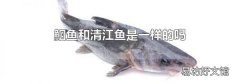 鮰鱼和清江鱼是一样的吗