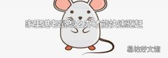 家里进老鼠怎么办才能快速驱赶