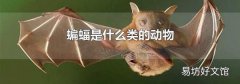 蝙蝠是什么类的动物