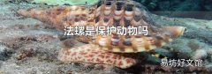法螺是保护动物吗
