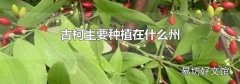 古柯主要种植在什么州