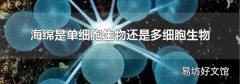 海绵是单细胞生物还是多细胞生物