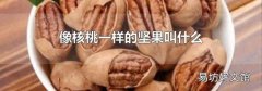像核桃一样的坚果叫什么