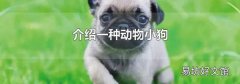 介绍一种动物小狗