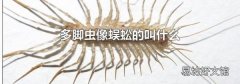 多脚虫像蜈蚣的叫什么