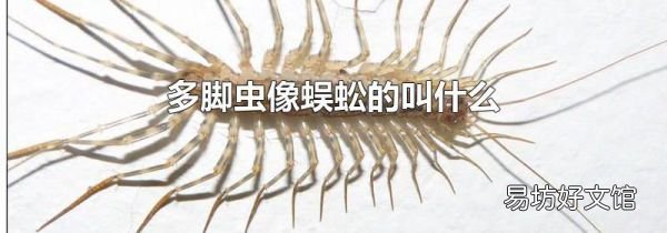 多脚虫像蜈蚣的叫什么