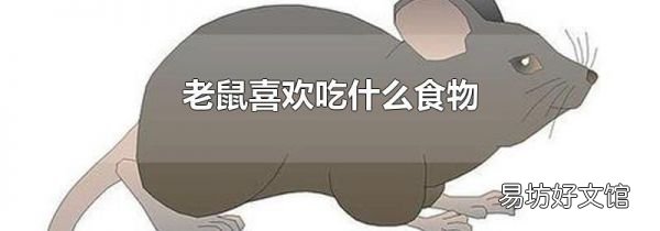老鼠喜欢吃什么食物