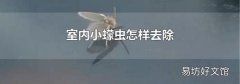 室内小蠓虫怎样去除