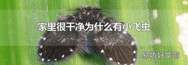 家里很干净为什么有小飞虫
