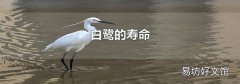 白鹭的寿命