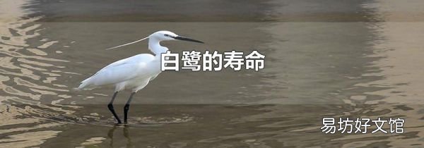 白鹭的寿命