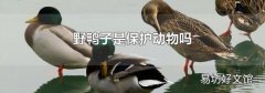 野鸭子是保护动物吗