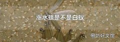 涨水蛾是不是白蚁