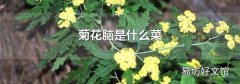 菊花脑是什么菜